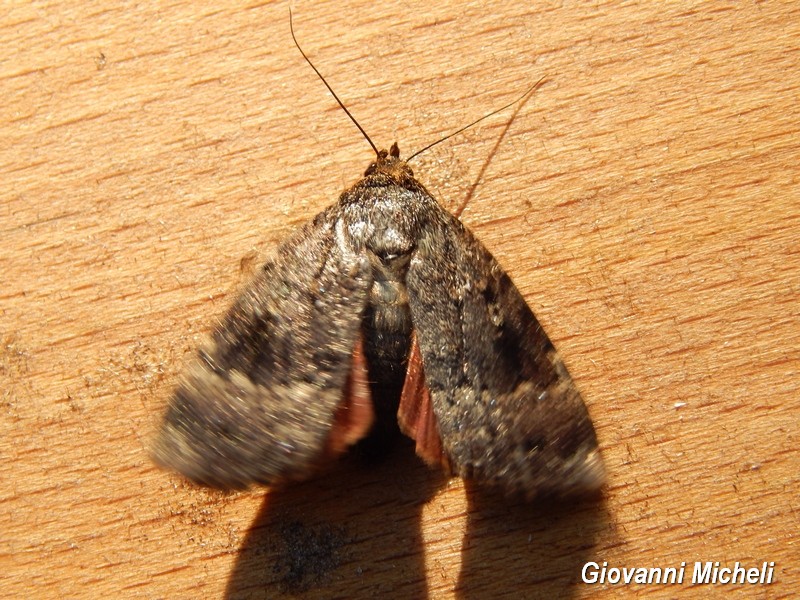 Catocala...? - No, Amphipyra (Amphipyra) pyramidea